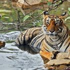 Tiger im Ranthambore Nationalpark in Indien