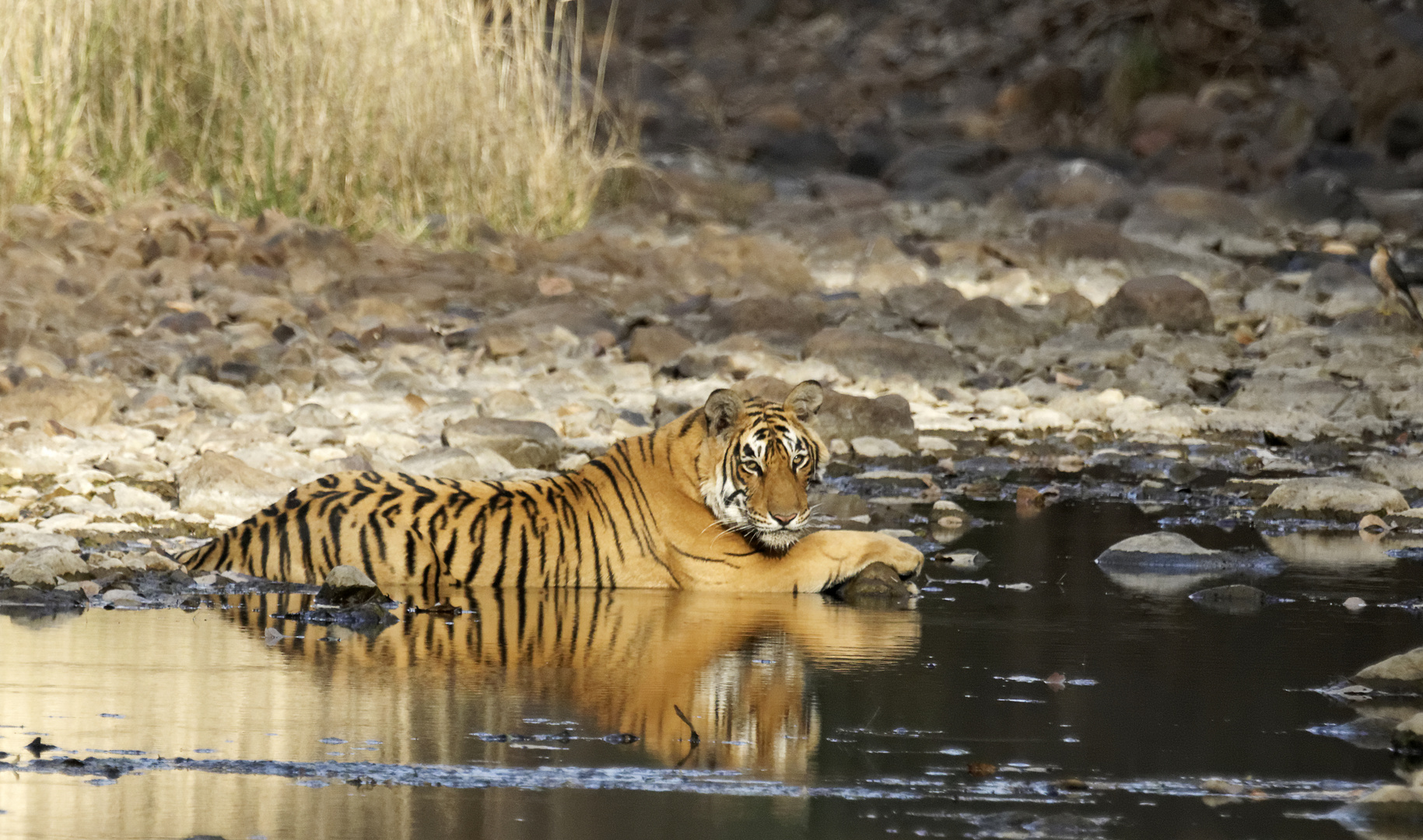 Tiger im Ranthambore NP, Indien