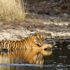 Tiger im Ranthambore NP, Indien