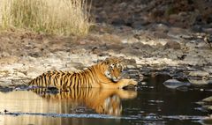 Tiger im Ranthambore NP, Indien