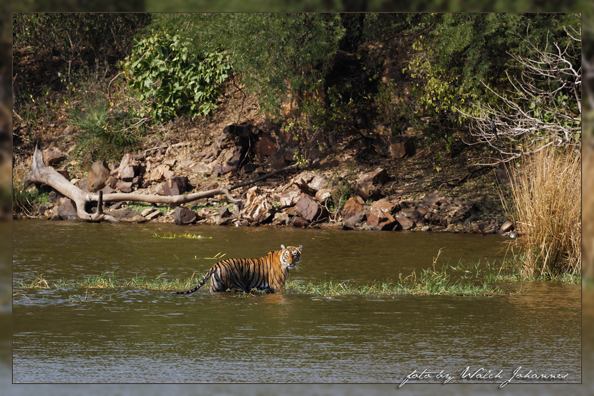 Tiger im Ranthambore Reservat