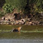 Tiger im Ranthambore Reservat