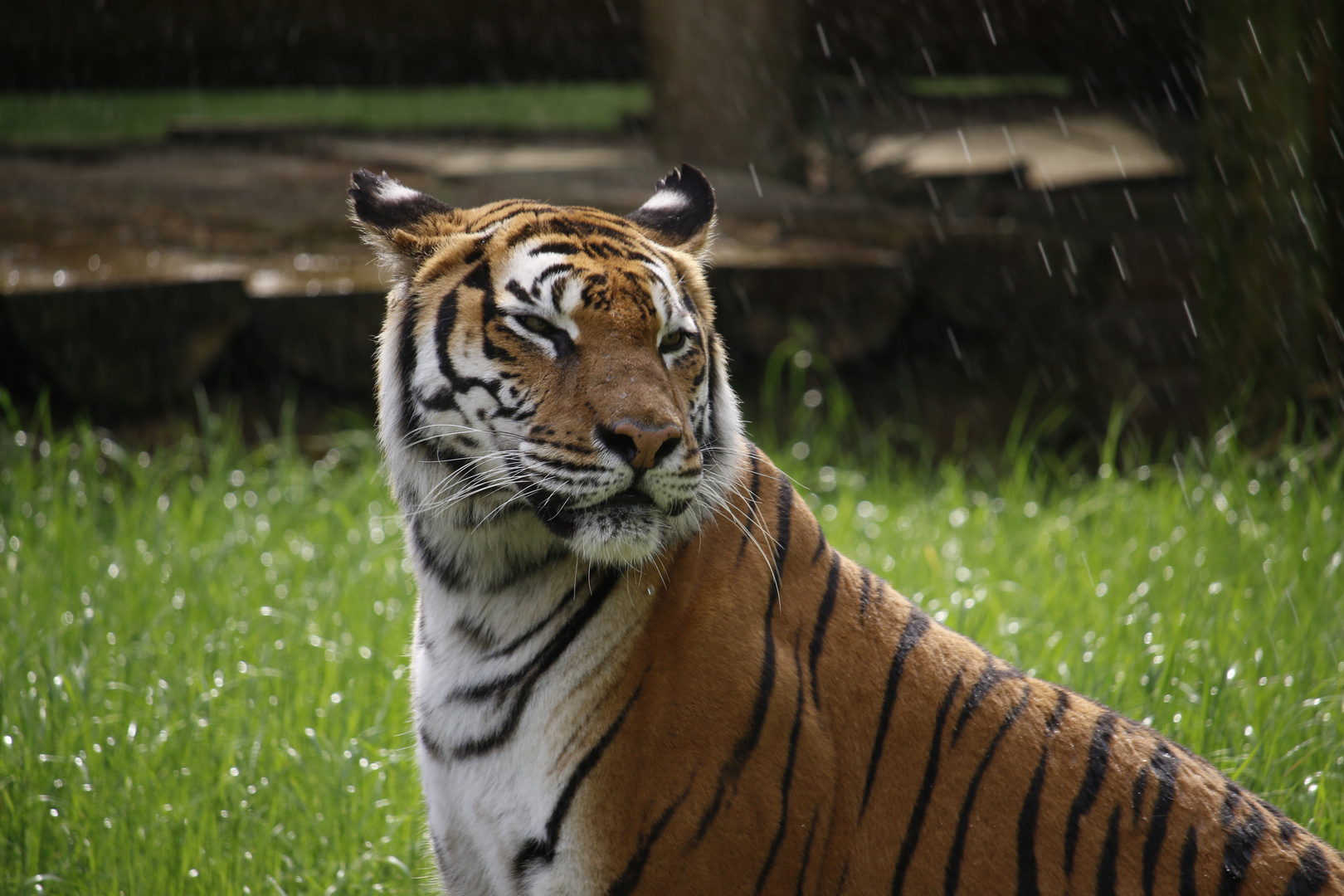 Tiger im Regen