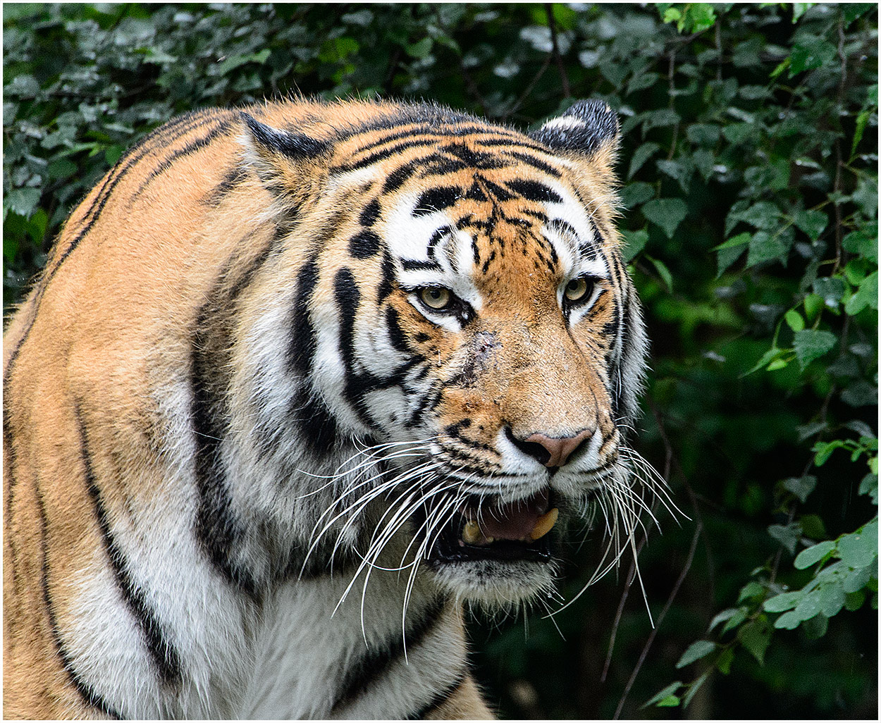 Tiger Im Regenwald Foto Bild Tiere Zoo Wildpark Falknerei Saugetiere Bilder Auf Fotocommunity