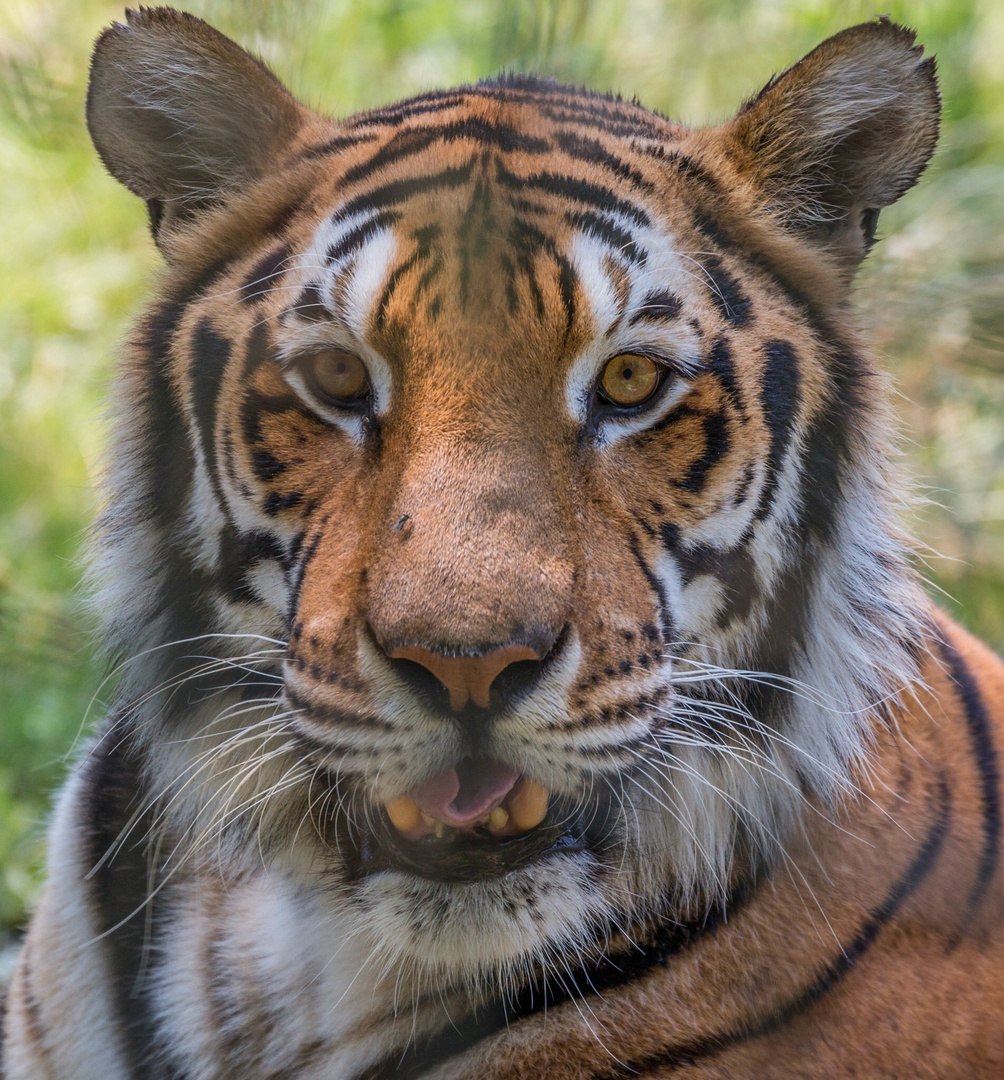 Tiger im René Strickler's Raubtierpark Subingen (SO)