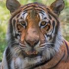 Tiger im René Strickler's Raubtierpark Subingen (SO)