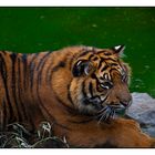 Tiger im Rotterdamer Zoo 2