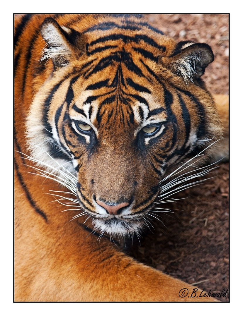 Tiger im Rotterdamer Zoo