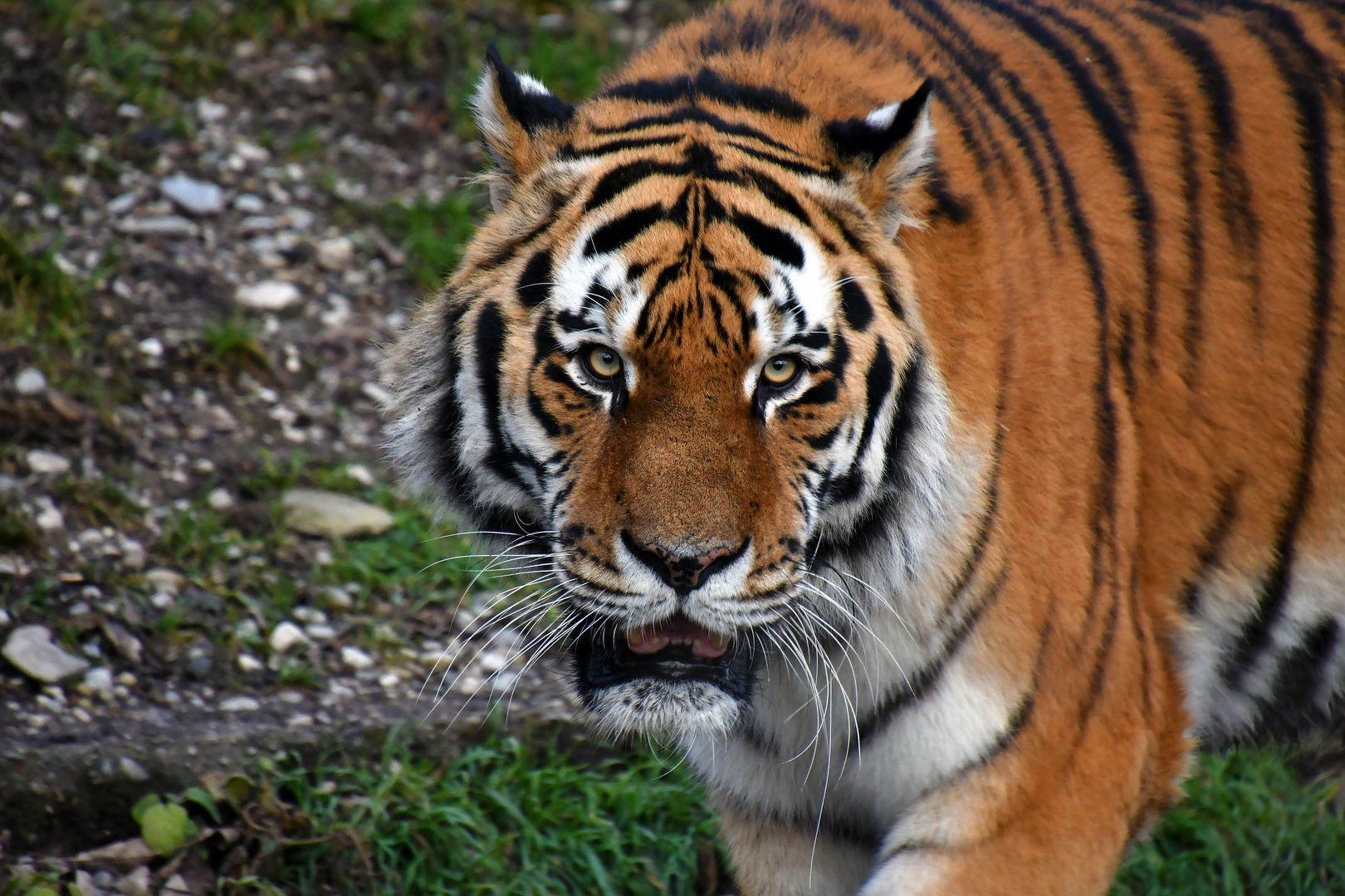 Tiger im Rundlauf