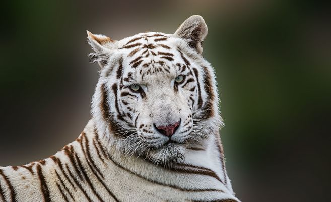 Tiger im Safariland Stuckenbrock