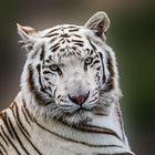 Tiger im Safariland Stuckenbrock