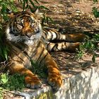 Tiger im Schatten!