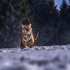 Tiger im Schnee 02