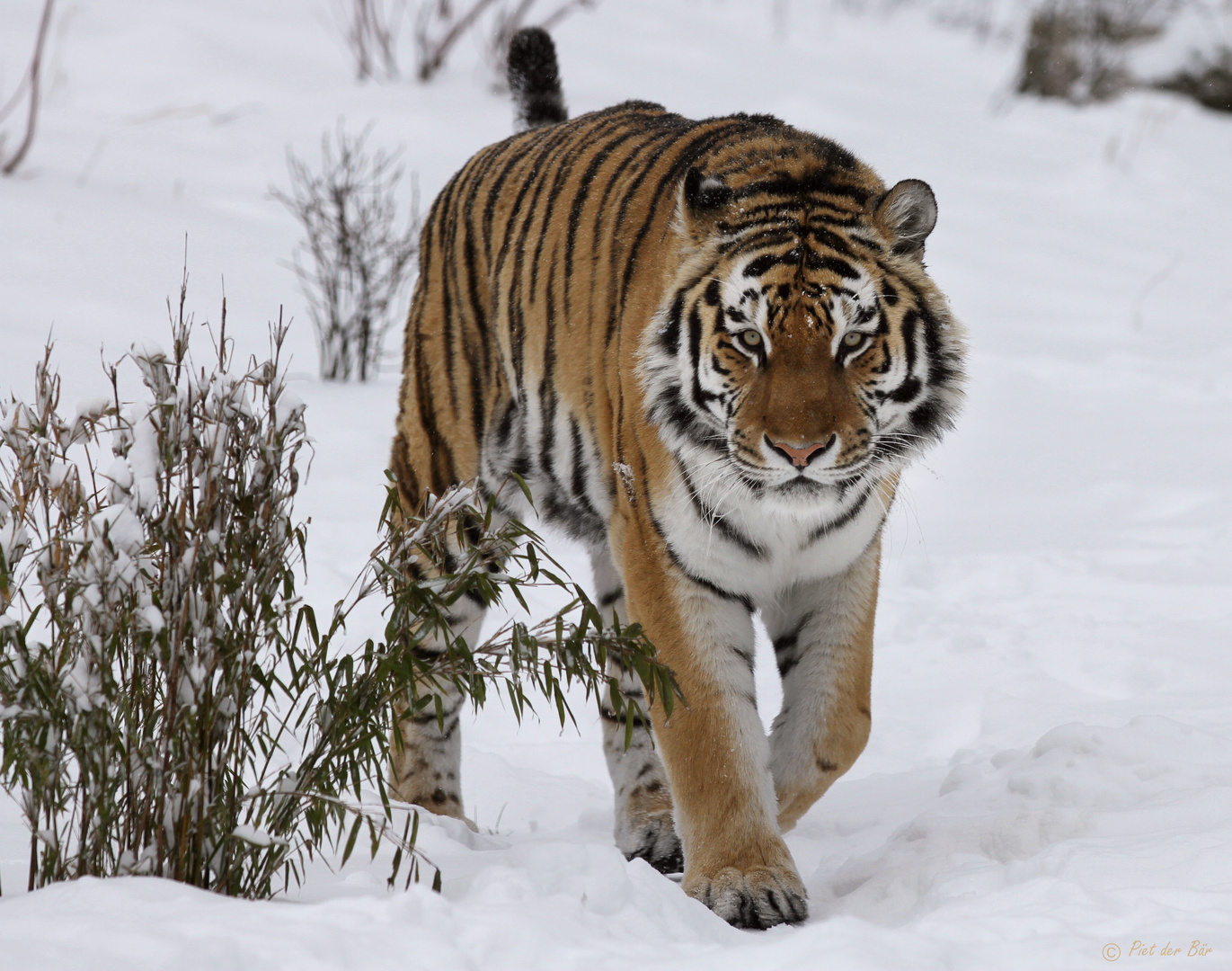 Tiger im Schnee