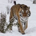 Tiger im Schnee