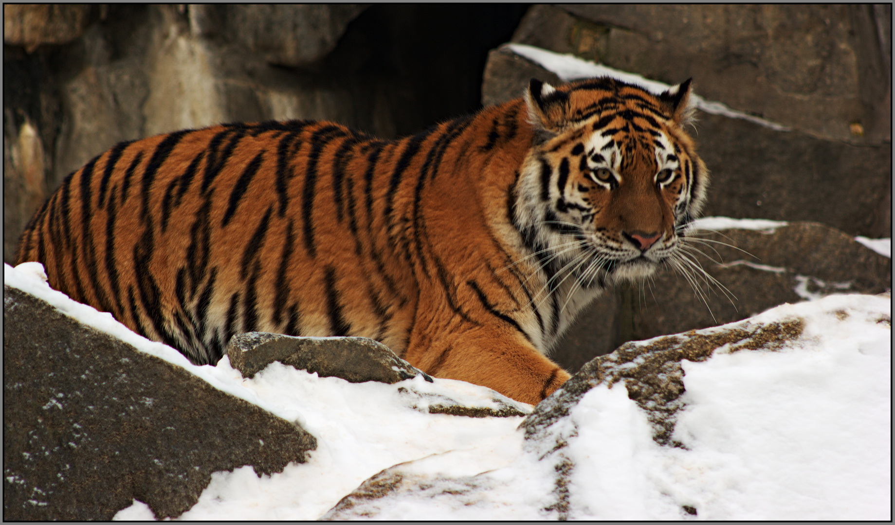 tiger im schnee