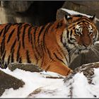 tiger im schnee