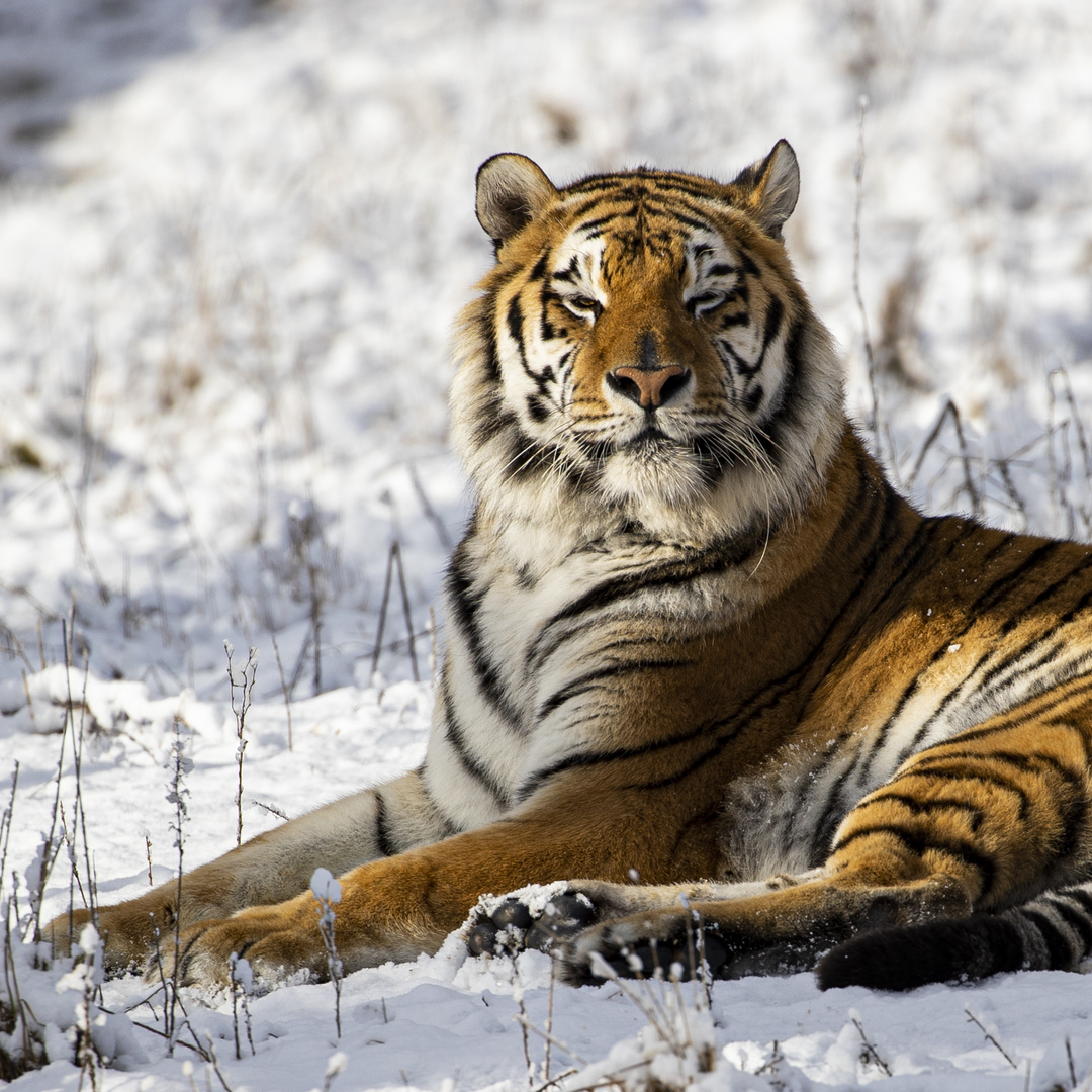 Tiger im Schnee