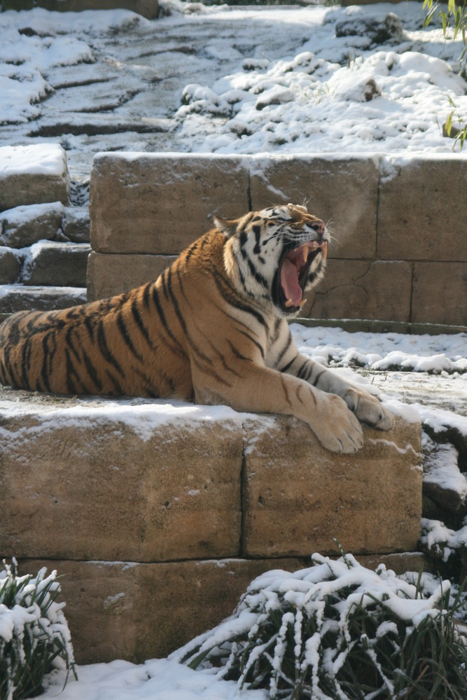 Tiger im Schnee