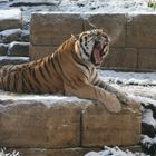 Tiger im Schnee