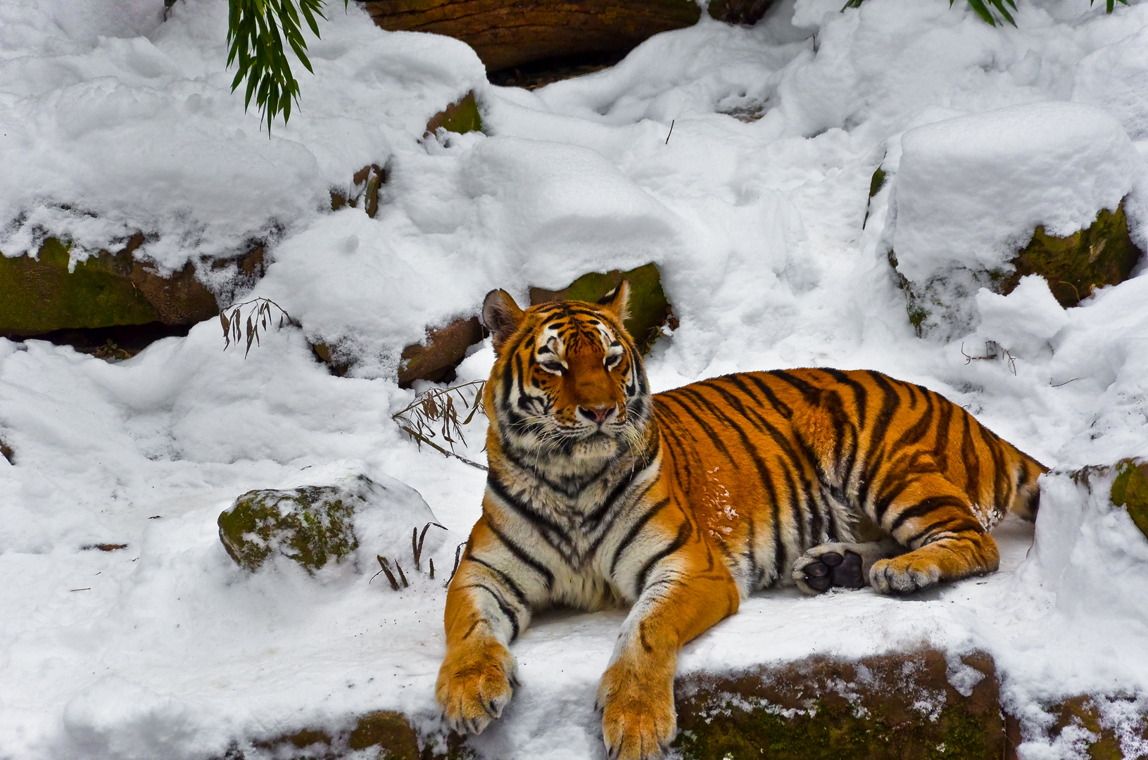 Tiger im Schnee