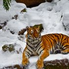 Tiger im Schnee