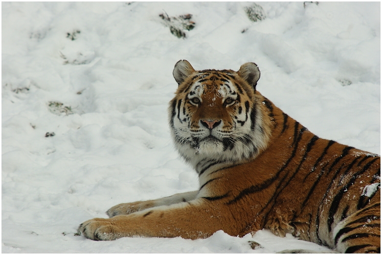 Tiger im Schnee