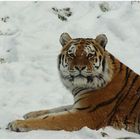 Tiger im Schnee