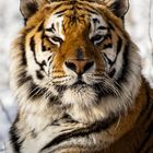 Tiger im Schnee