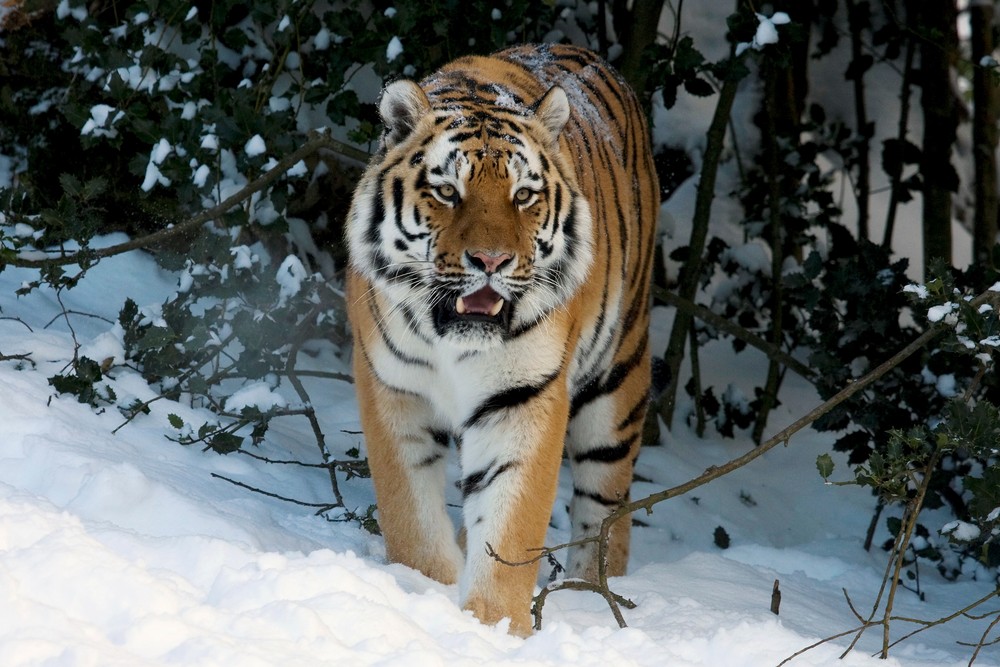 Tiger im Schnee