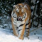 Tiger im Schnee