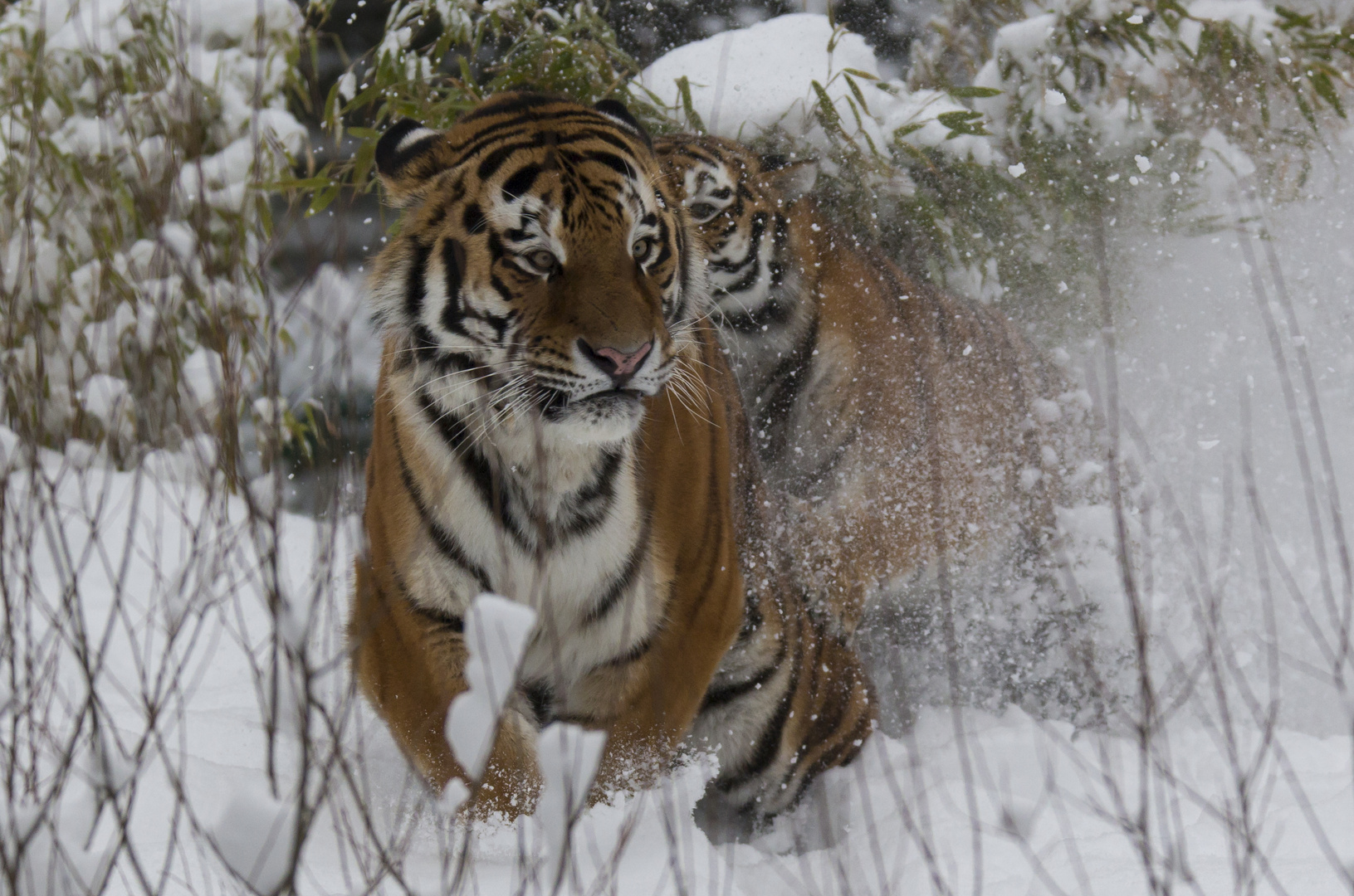 Tiger im Schnee Foto &amp; Bild tiere, zoo, wildpark