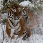 Tiger im Schnee