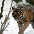 Tiger im Schnee