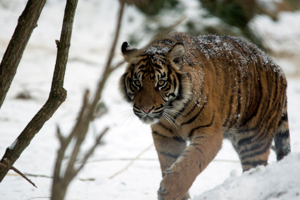 Tiger im Schnee