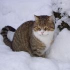 Tiger im Schnee