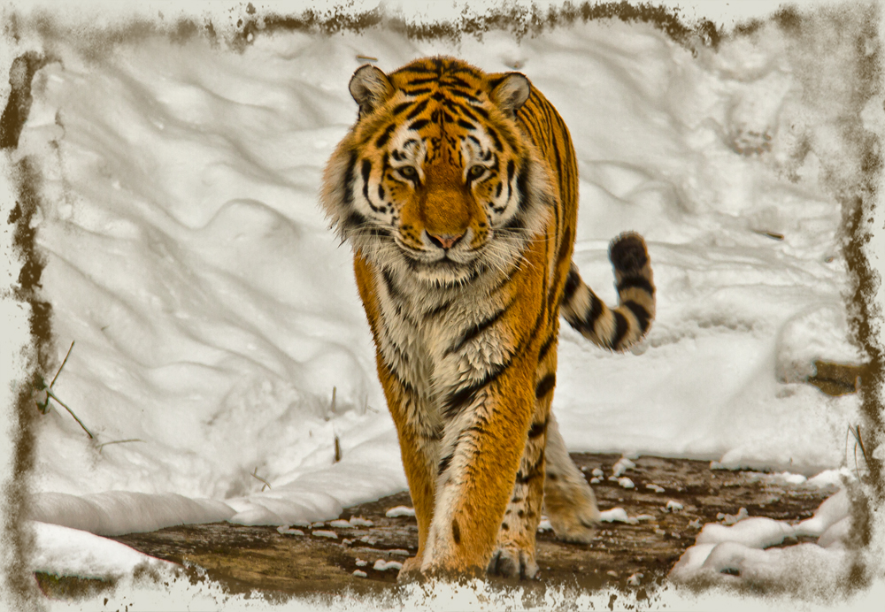 Tiger im Schnee