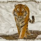 Tiger im Schnee