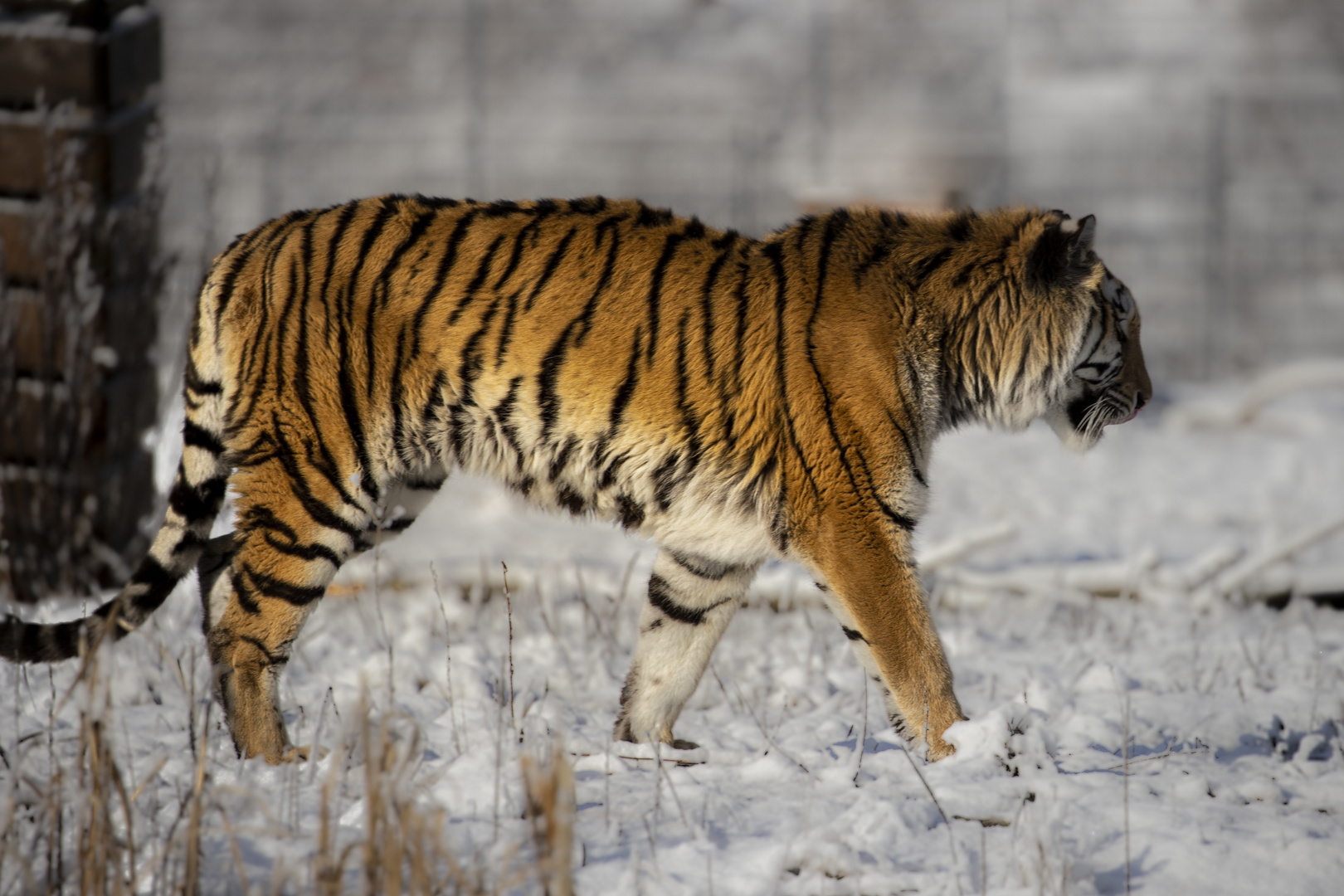 Tiger im Schnee