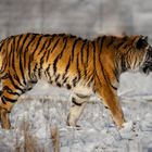 Tiger im Schnee