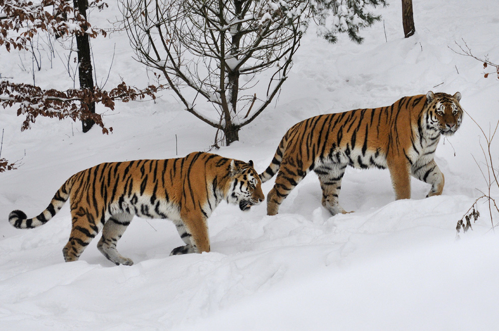 Tiger im Schnee I