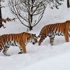 Tiger im Schnee I