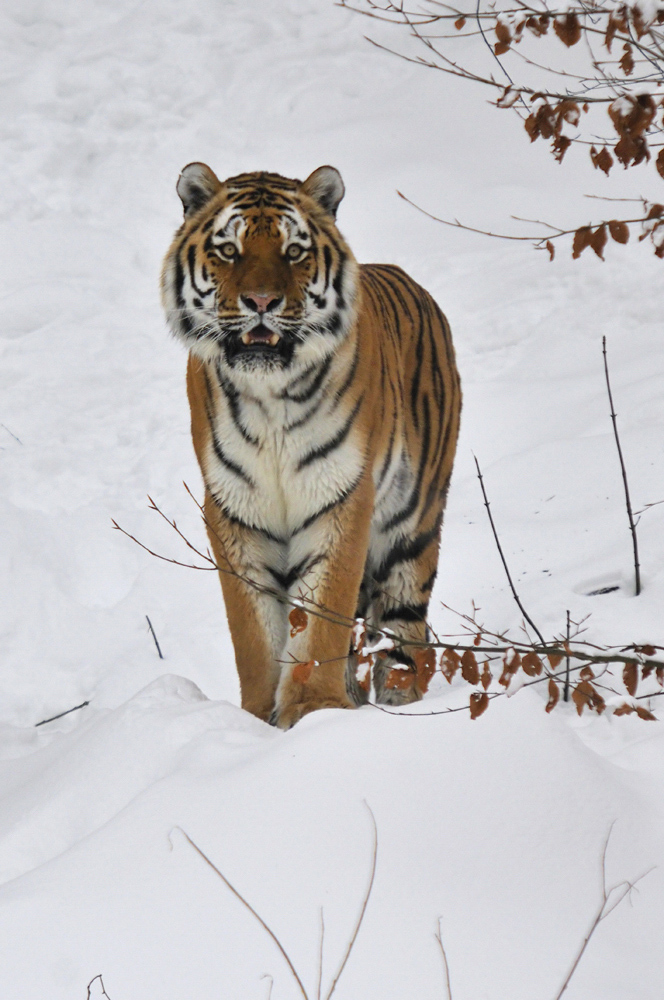 Tiger im Schnee II