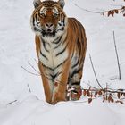 Tiger im Schnee II