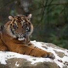 Tiger im Schnee II