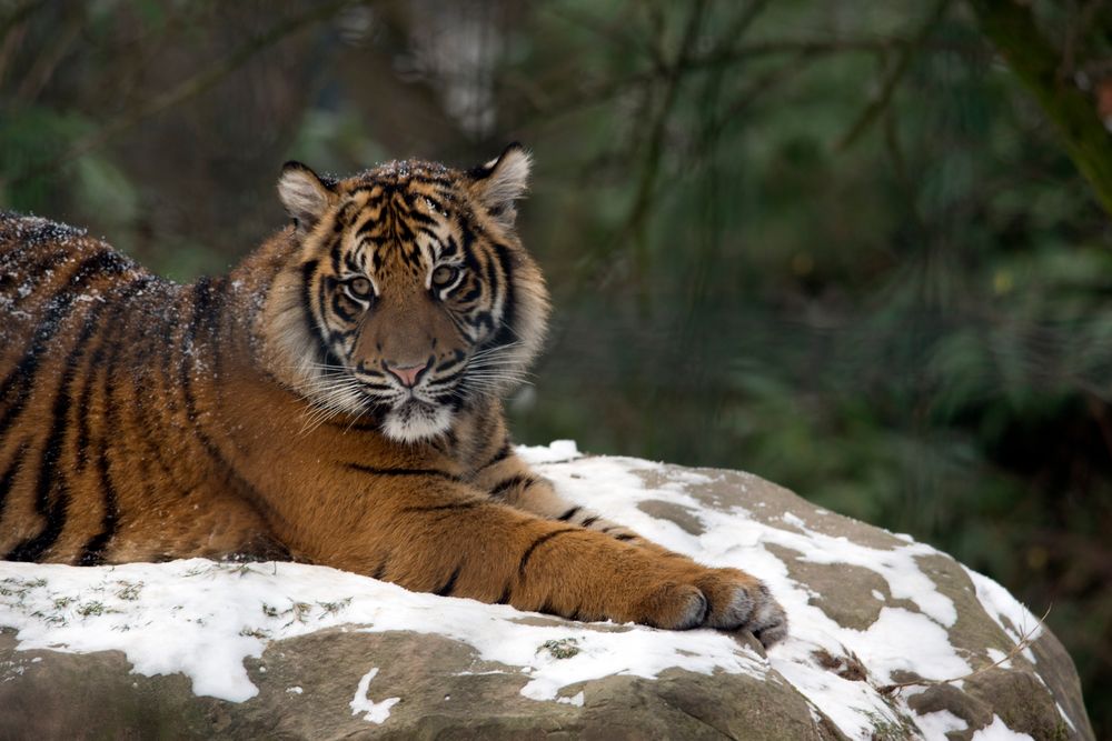 Tiger im Schnee II