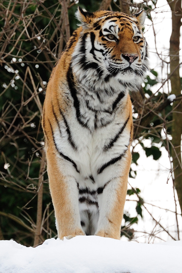 Tiger im Schnee (Zoo Duisburg)