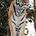 Tiger im Schnee (Zoo Duisburg)