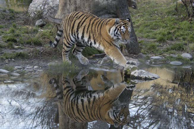 Tiger im Schönbrunner Tiergarten, Wien