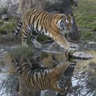 Tiger im Schönbrunner Tiergarten, Wien